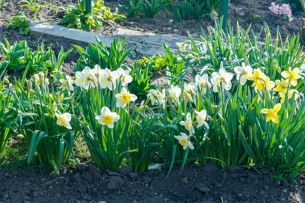 Bloem bed met gele narcissen bloemen bloeien in de lente, lente bloemen, bloemen, Primula — Stockfoto