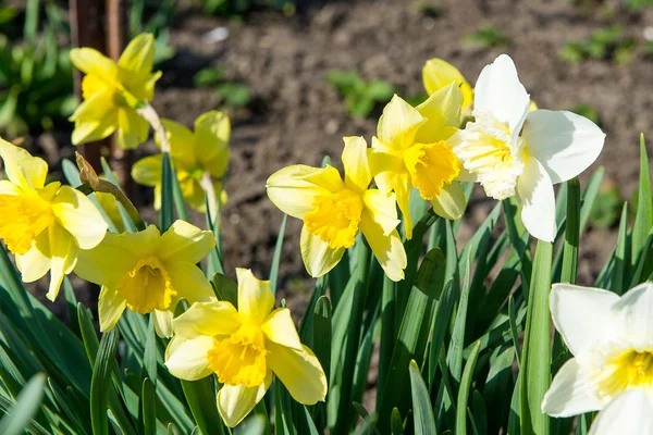 Cama de flores com flores amarelas narciso florescendo na primavera, flores da primavera, floral, prímulas — Fotografia de Stock