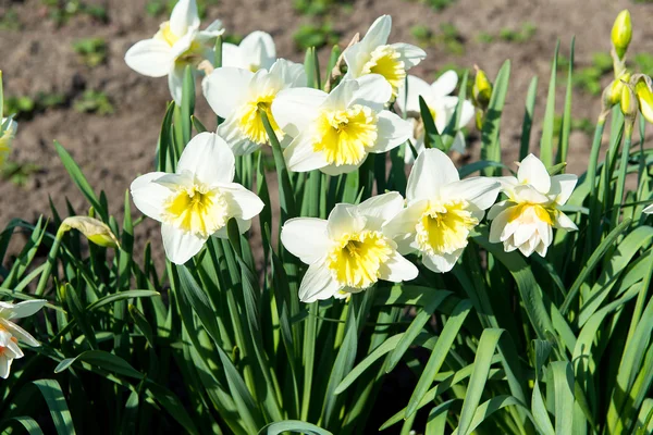 Cama de flores com flores amarelas narciso florescendo na primavera, flores da primavera, floral, prímulas — Fotografia de Stock