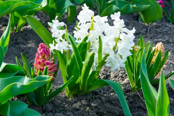 Flores bulbosas fotos de stock, imágenes de Flores bulbosas sin royalties | Depositphotos Flores bulbosas fotos de stock, imágenes de Flores bulbosas sin royalties | Depositphotos