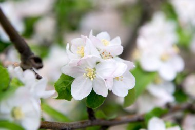 Elma ağacının baharda çiçek açan bir dalı. Apple bahar bahçe, Bahçe. Bakımı, elma ağaçlarının dikimi kırpma.