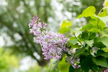 çiçek açan Leylaklar. Bahar bahçe çiçek leylak. Leylak kokusu. Bahçe, pruning ve çalılar leylak bakmakta.