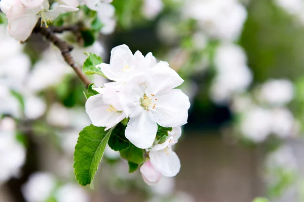 En blommande gren av apple träd på våren. Apple våren trädgård, Trädgårdsskötsel. Vård, gröda plantera äppelträd. — Stockfoto