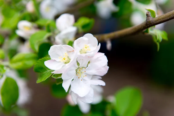 En blommande gren av apple träd på våren. Apple våren trädgård, Trädgårdsskötsel. Vård, gröda plantera äppelträd. — Stockfoto