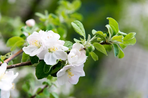 En blommande gren av apple träd på våren. Apple våren trädgård, Trädgårdsskötsel. Vård, gröda plantera äppelträd. — Stockfoto