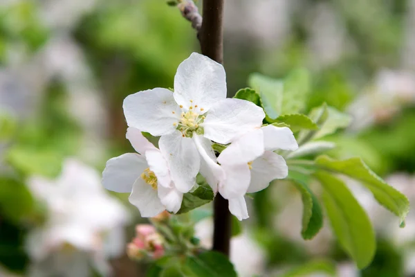 En blommande gren av apple träd på våren. Apple våren trädgård, Trädgårdsskötsel. Vård, gröda plantera äppelträd. — Stockfoto