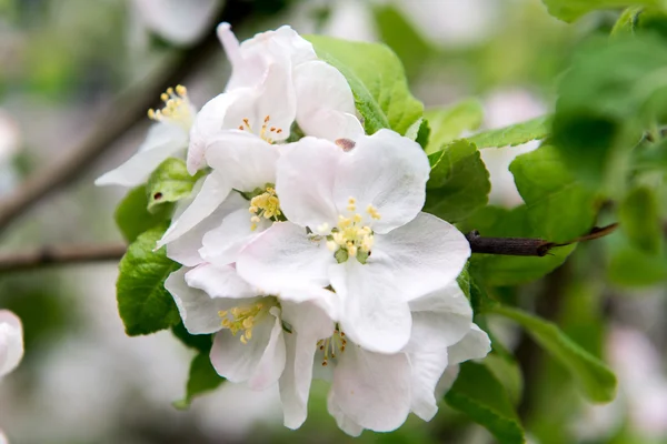 En blommande gren av apple träd på våren. Apple våren trädgård, Trädgårdsskötsel. Vård, gröda plantera äppelträd. — Stockfoto