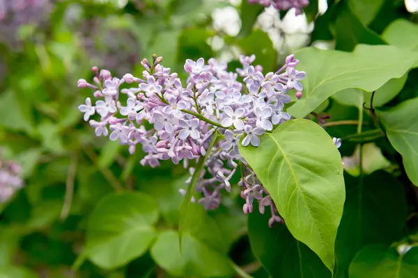 Lilas florecientes. Jardín de flores lila en la primavera. El aroma de las lilas. Jardinería, poda y cuidado de arbustos lila . — Foto de Stock