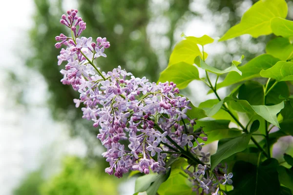 Lilas florecientes. Jardín de flores lila en la primavera. El aroma de las lilas. Jardinería, poda y cuidado de arbustos lila . — Foto de Stock