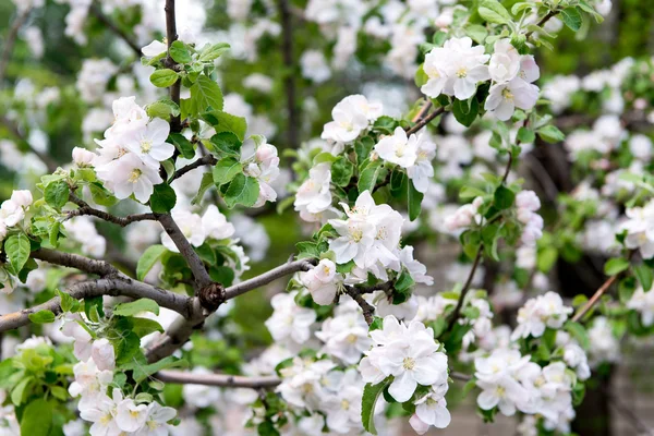 En blommande gren av apple träd på våren. Apple våren trädgård, Trädgårdsskötsel. Vård, gröda plantera äppelträd. — Stockfoto