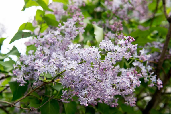 Blooming lilacs. Garden blooming lilac in the spring. The scent of lilacs. Gardening, pruning and caring for shrubs lilac. — Stock Photo, Image