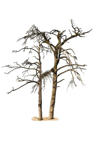 Dwóch martwych drzew na białym tle — Zdjęcie stockowe