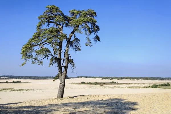 Paisagem com uma árvore de coníferas no vale da areia — Fotografia de Stock