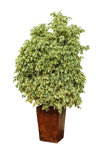 Ficus plant in een pot — Stockfoto