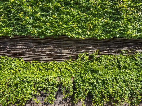 Cobertura floral verde e cerca tecida — Fotografia de Stock