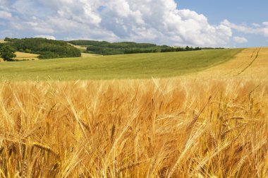 Güneşli bir yaz gününde altın buğday tarlası
