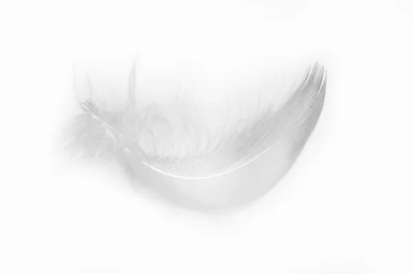 Piuma bianca soffice curva — Foto Stock