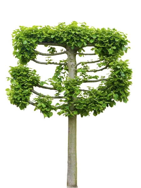Espaliered drzewa Tilia (lipa) — Zdjęcie stockowe