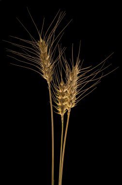Buğday siyah arka plan-2