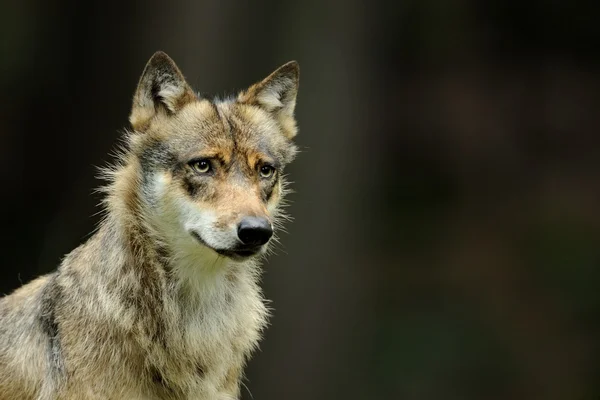 De grijze wolf (canis lupus) — Stockfoto