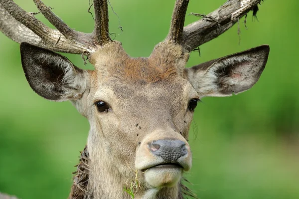 Cervo nobile (Cervus elaphus) — Fotografia de Stock