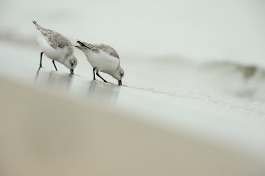 Sanderling (Calidris alba)