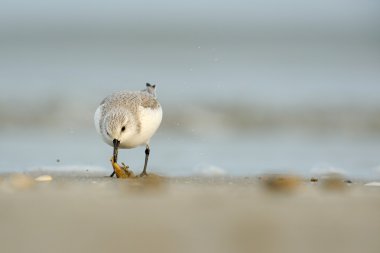 Sanderling (Calidris alba)