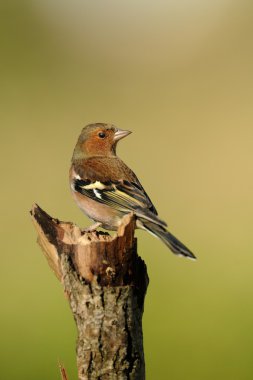 Finch (Fringilla coelebs)