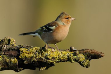Finch (Fringilla coelebs)