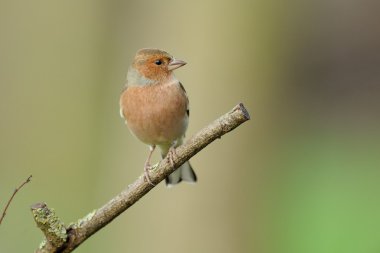 Finch (Fringilla coelebs)