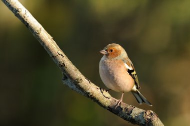 Finch (Fringilla coelebs)