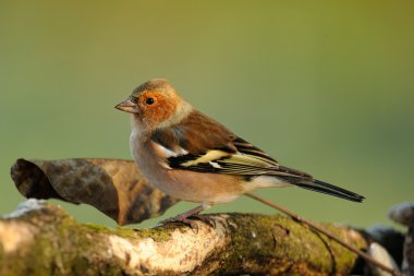 Finch (Fringilla coelebs)