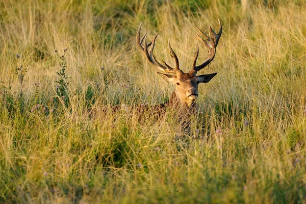 Cervo nobile (олень elaphus) — стокове фото