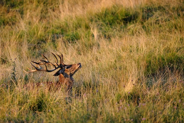 Cervo nobile (олень elaphus) — стокове фото