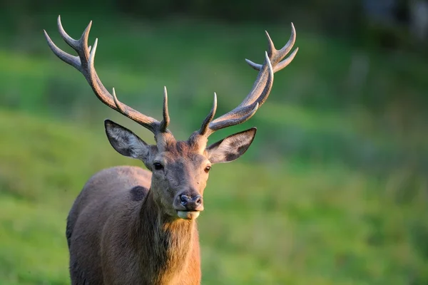 세르 보 nobile (Cervus elaphus) — 스톡 사진