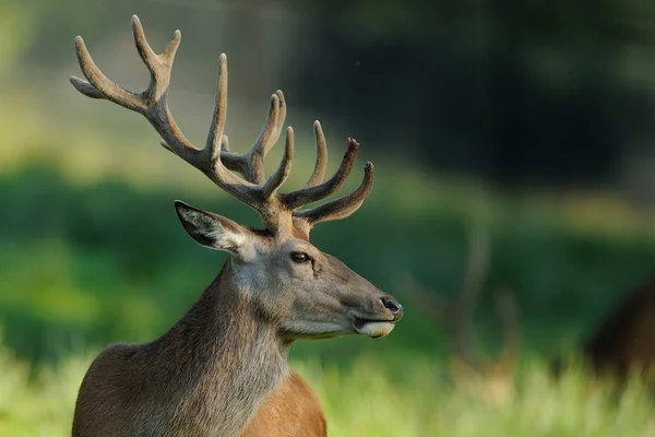 Cervo nobile (Cervus elaphus) — Stock fotografie