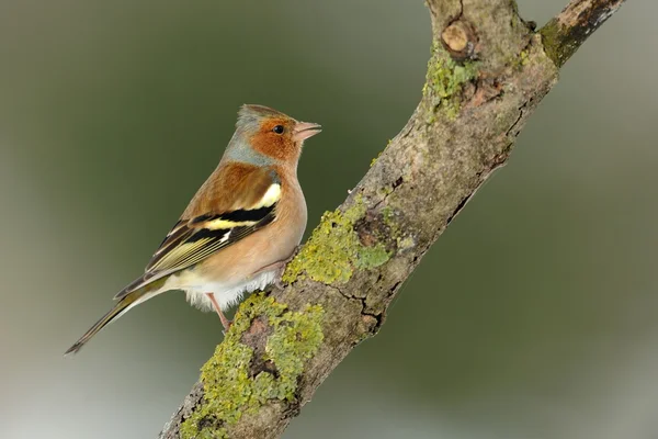 Pinzón (Fringilla coelebs ) — Foto de Stock