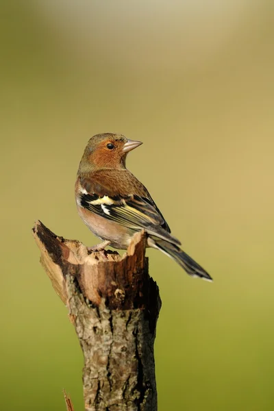 Pinzón (Fringilla coelebs ) — Foto de Stock