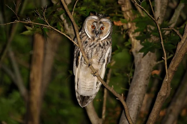 Eared Owl (asio otus) — Stockfoto