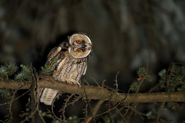 Búho orejudo (asio otus ) —  Fotos de Stock