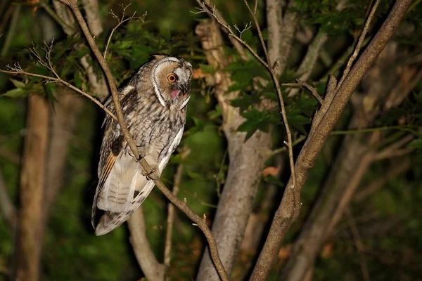 Eared Owl (asio otus) — Stockfoto