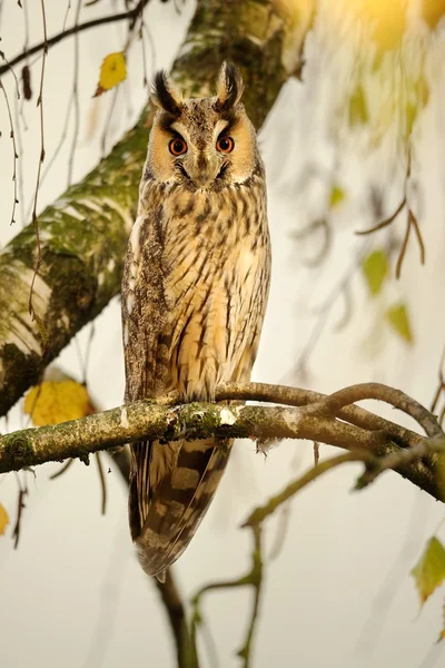 Ohreneule (asio otus)) — Stockfoto