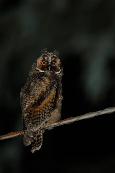 Eared Owl (asio otus) — Stock Photo, Image