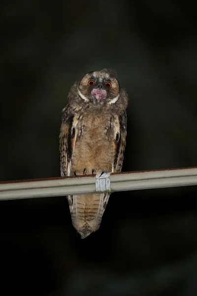 Hibou des oreilles (asio otus ) — Photo