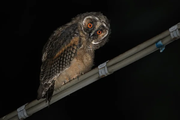 Eared Owl (asio otus) — Stockfoto