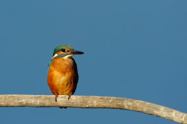 Kingfisher (Alcedo burada)