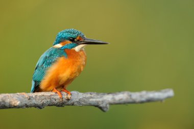 Kingfisher (Alcedo burada)