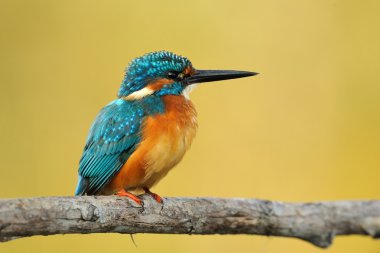 Kingfisher (Alcedo burada)