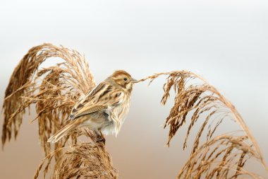 Reed kiraz kuşu (emberiza schoeniclus)