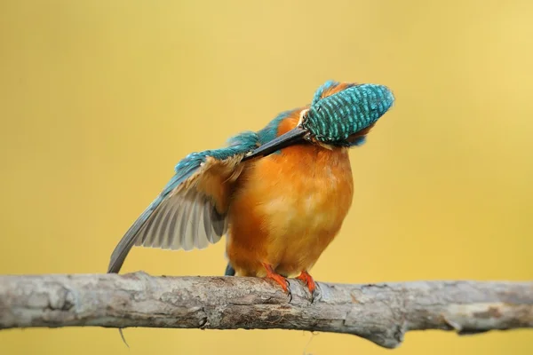 Kingfisher (Alcedo en este) —  Fotos de Stock